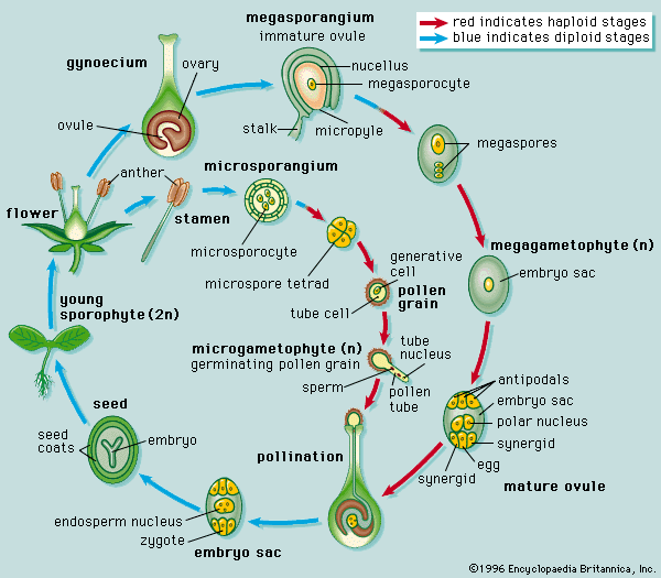 ScIeNcE FLOWERING PLANTS REPRODUCTION